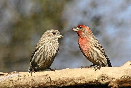House Finch Pair by Indiana Ivy Nature Photographer is licensed under CC BY 2.0